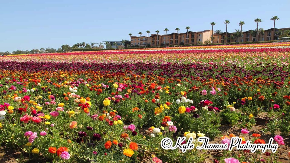 CarlsbadCA_FlowerFields_MariMaids_HouseCleaning